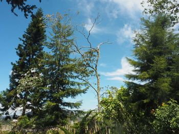 Low angle view of trees against sky