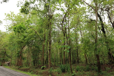 Trees growing in forest