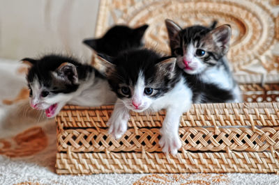 Portrait of cat in basket