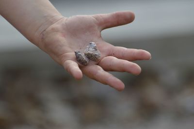 Close-up of hand holding shell