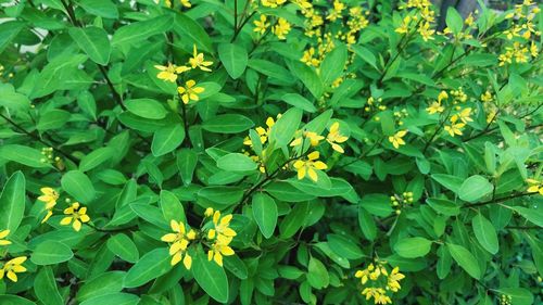 Full frame shot of yellow flowering plants