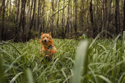 Dog running through grass