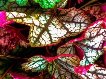 Low angle view of autumn leaves