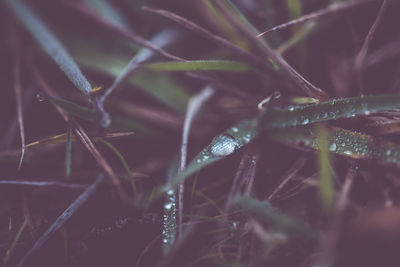 Close-up of wet plant