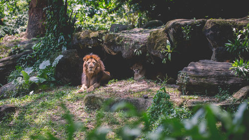 View of dog on rock