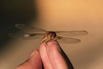 Close-up of butterfly on hand