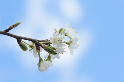 Low angle view of apple blossoms in spring against blue sky