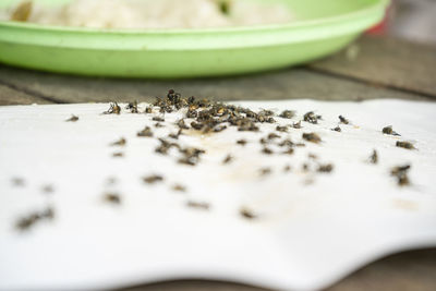 Dirty insect and dead fly on the floor,