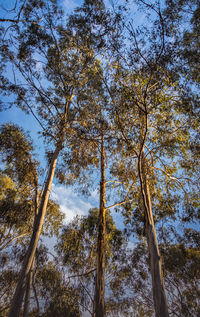 Low angle view of trees against sky