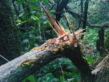 Close-up of lizard on tree trunk in forest