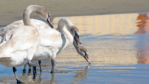 3 young swan in migration resting on ponente anzio beach