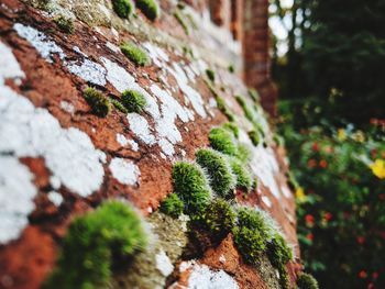 Close-up of moss growing on tree
