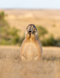 View of an animal on land