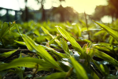 Close-up of grass growing on field