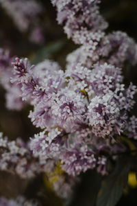 Close-up of purple flowering plant