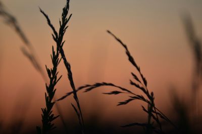 Close-up of silhouette plants against orange sky