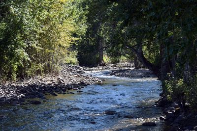 River flowing amidst trees in forest