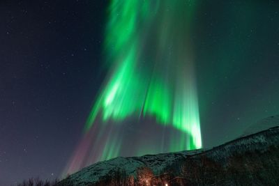 Low angle view of trees against sky at night