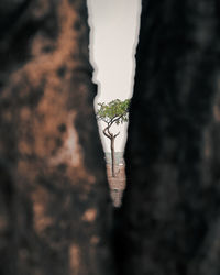 Close-up of potted plant on tree