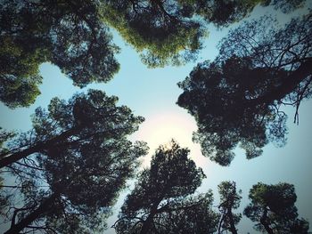 Low angle view of trees against sky