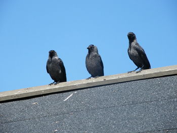 Low angle view of pigeons perching on the wall