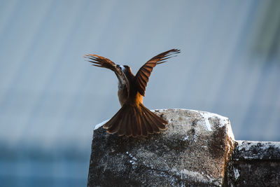 Close-up of a bird flying