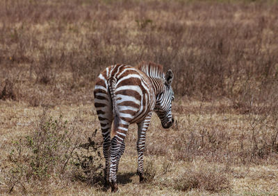 View of a zebra walking on field