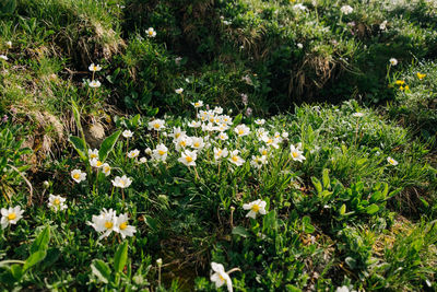 Close-up of flowering plants on land