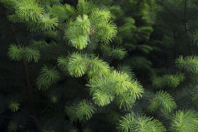 High angle view of pine tree