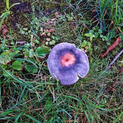 High angle view of mushrooms growing on field