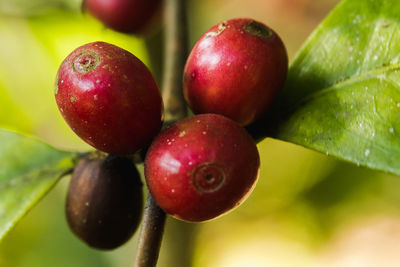 Close-up of apples on tree