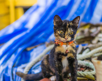 Close-up portrait of kitten