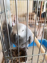 Close-up of parrot in cage