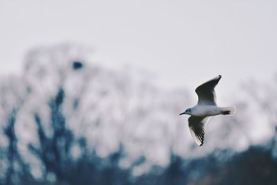 Low angle view of seagull flying