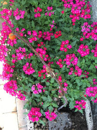 Close-up of pink flowering plants