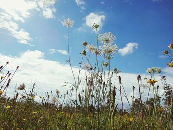 Plants growing on field against sky