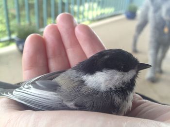 Cropped image of hand feeding