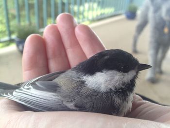 Black capped chickadee