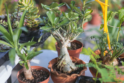 Close-up of potted plants