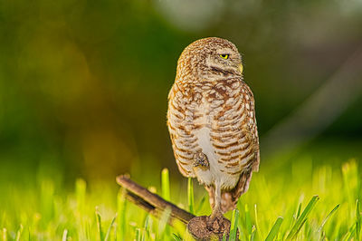 Close-up of a bird perching on a field