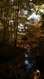 Trees in forest