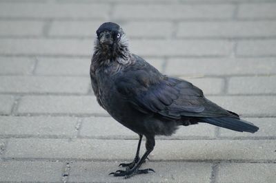 Close-up of bird perching on footpath