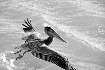 Pelican flying over sea