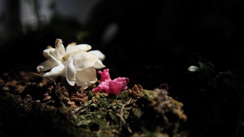 Close-up of white flowers