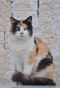 Close-up of cat sitting outdoors