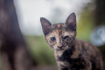 Portrait of cat on kitten outdoors