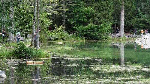 Scenic view of lake in forest