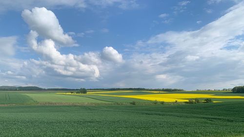 Scenic view of agricultural field against sky