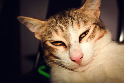 Close-up portrait of cat