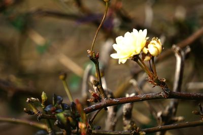 Close-up of flowers